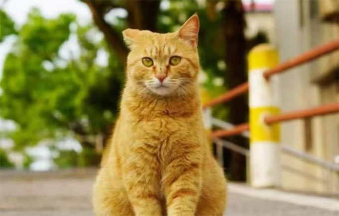 学生对校园流浪猫的态度与行为研究