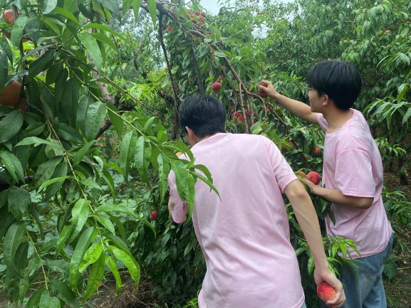 “桃”出困境，爱心助农