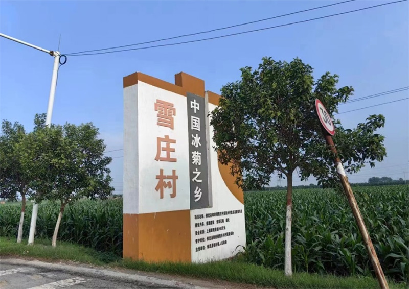 访雪庄新貌，探乡村脉动