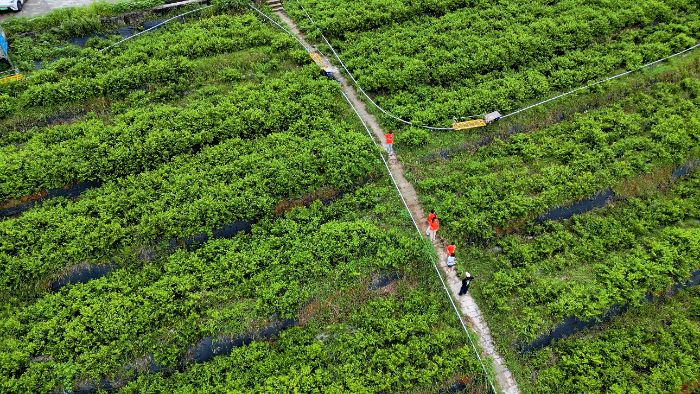 特色产业赋能乡村振兴：解码本土致富路径