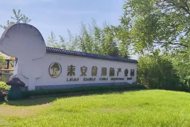 南财学子探索徐庄特色菌菇产业升级密码
