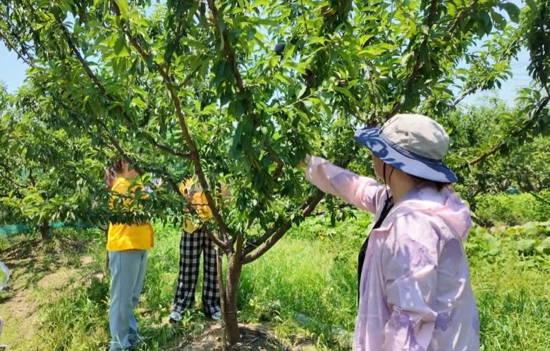 青春践清廉，食安惠乡邻︱浙江工商大学食品青志安茗小队暑期实践纪实