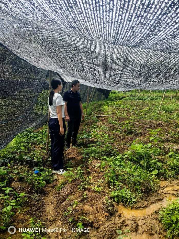 寻访黄市镇合作社里的乡村振兴密码
