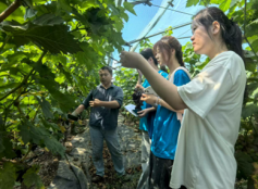 安财学子葡萄架下问计，青春智慧赋能洼张产业振兴