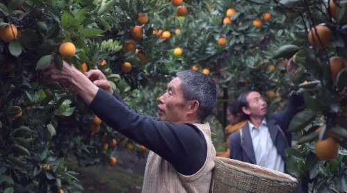   无人机穿梭山乡，秭归橙香飘万里
