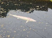 山东大学（威海）纤智未来调研团赴淄博市淄川区太河镇城子虹鳟鱼养殖场开展实地调研