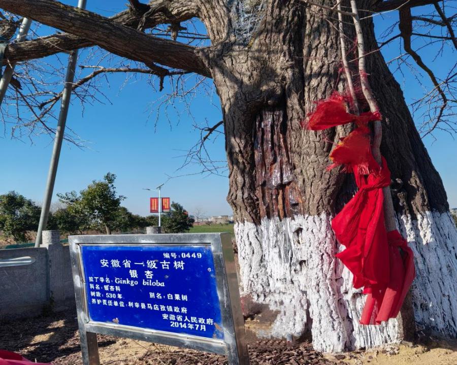 守护古银杏，共绘马店孜新画卷：返乡学子志愿者在行动